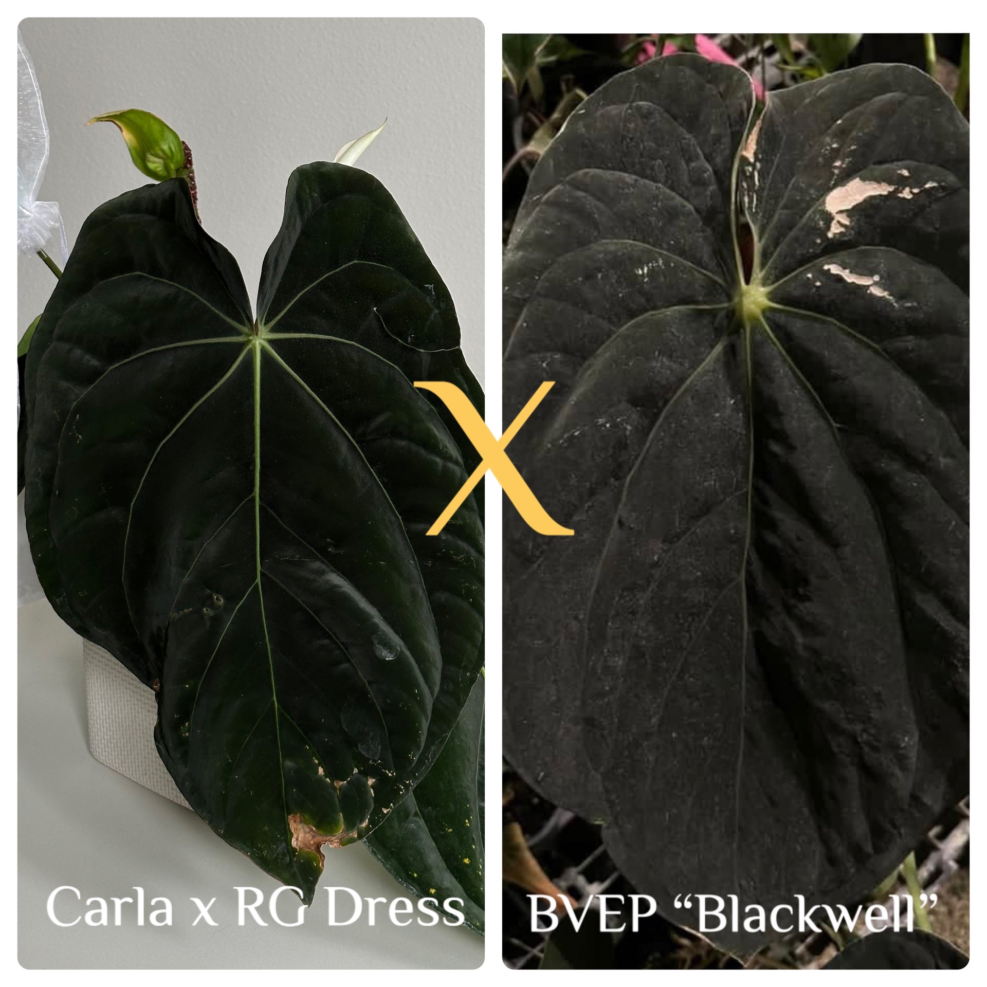 4 X (Carla x RG Dressleri) x BVEP "Blackwell" Seedlings