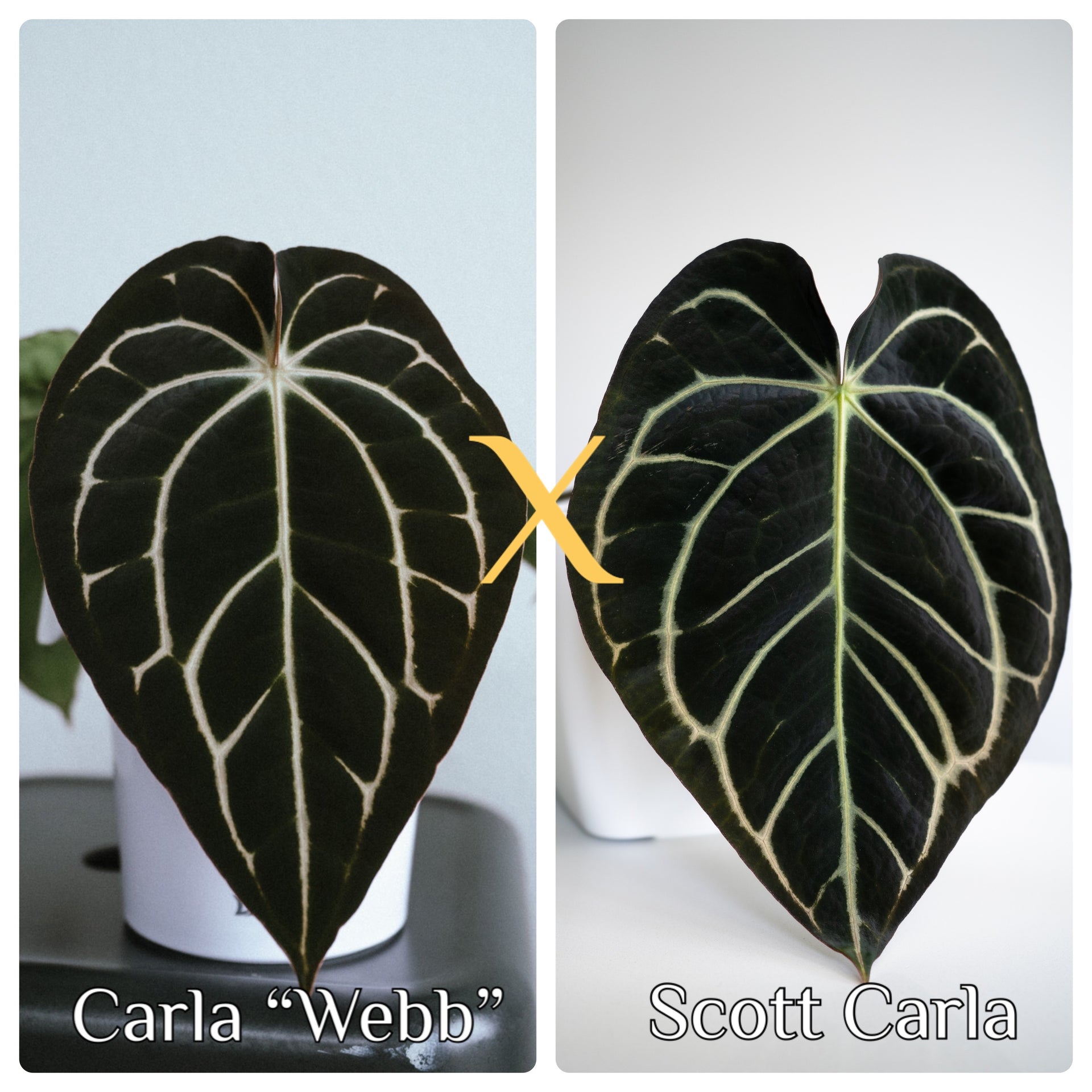 Carla "Webb" x Scott Carla Seeds